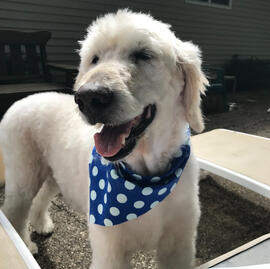 My Beloved Boy Rocco